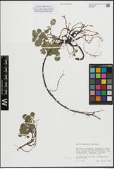 Foto von Salix herbacea L. x Salix polaris Wahlenb.